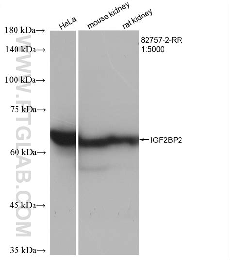 Igf Bp Antibody Rr Proteintech