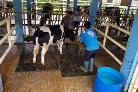 Lampung Tengah Jadi Daerah Percontohan Pengembangan Sapi Belgian Blue