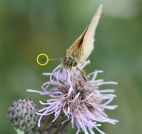 Skipper Butterfly Identification - WingSearch2020