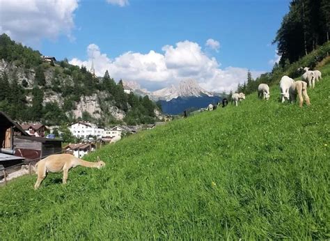 Passeggiata Con Alpaca Nella Val Gardena In Alto Adige Holidoit