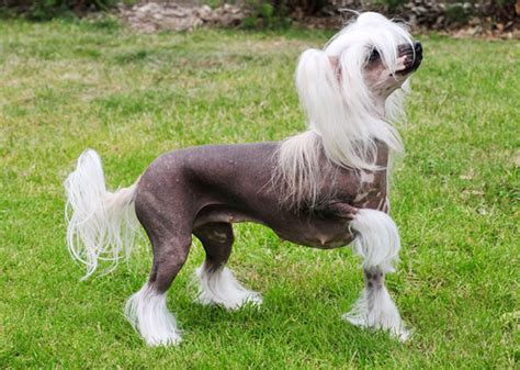 What Dogs Have Hair And Not Fur