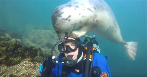 La Foca Curiosa Si Avvicina Al Sub E Nasce Un Amicizia Sott Acqua