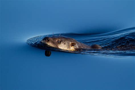 Lontra Provocax Tras Las Huellas Del Gato De R O Garuga