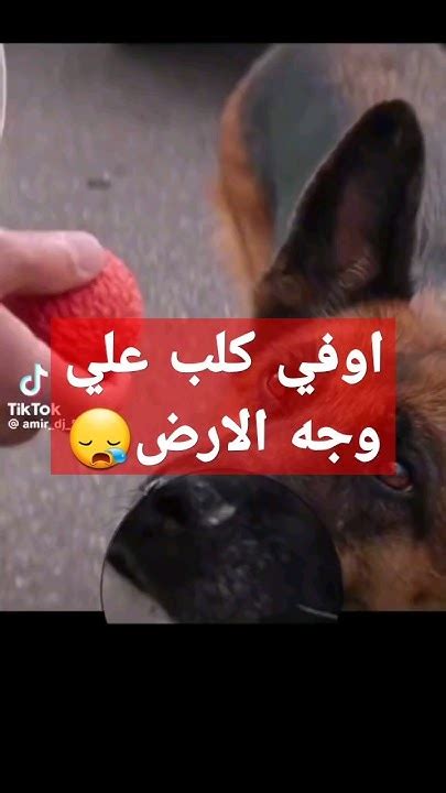 شوف رد فعل الكلب🥺 Youtube