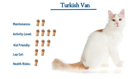 Turkish Van Cat Breed… Everything You Need to Know at a Glance!