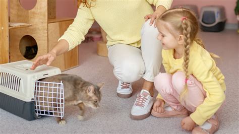 Cómo Introducir Un Gato Nuevo En Casa Con Otro Gato