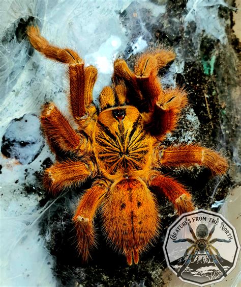 Awesome Obt Pterinochilus Murinus Orange Baboon Tarantula 45 Off