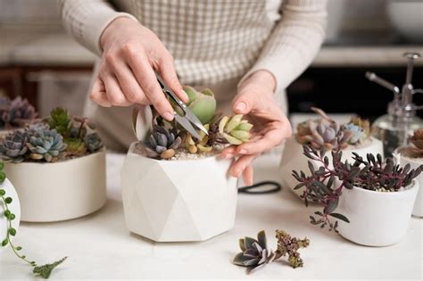 Mujer Cortando Echeveria Planta De Casa Suculenta En Una Olla Con Mini