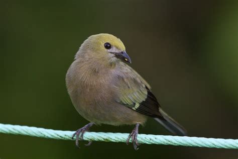 Palm Tanager – AZ Birds