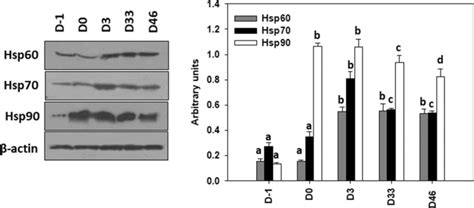 Hsp60 Hsp70 And Hsp90 Levels Mean ± Std In Different Developmental