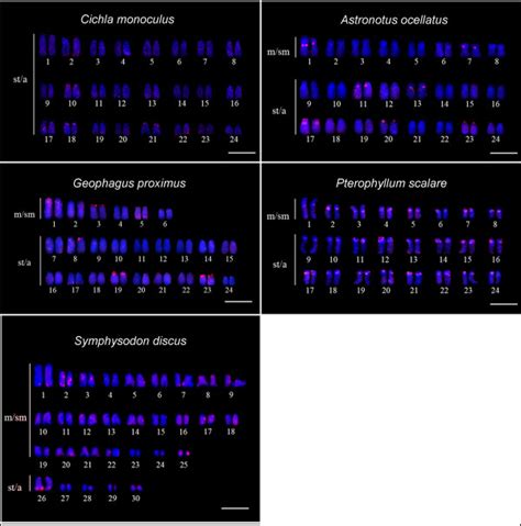 Cytogenetic Mapping Of Rex1 Retrotransposon Red Signals Chromosomes