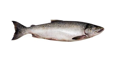 Купить рыбу оптом в ассортименте: Дальневосточная и импортная продукция