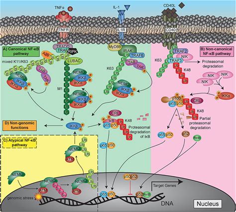 Frontiers Cell Type Specific Roles Of Nf κb Linking Inflammation And