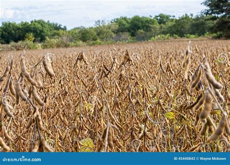 Soybean harvest stock photo. Image of grain, growing - 45440842