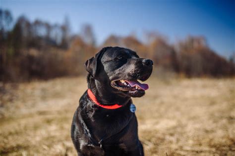 449+ Black Lab Names (Best Ideas In 2025!) - Blog Of Tom