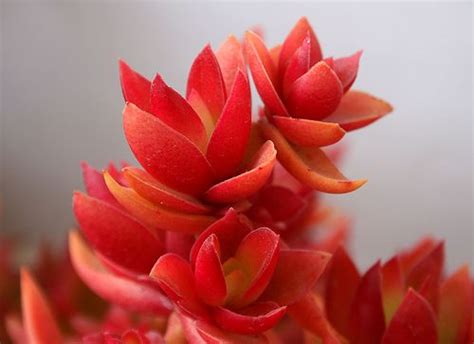 Succulent Plant Information Crassula Erosula Campfire Planting Succulents Succulent