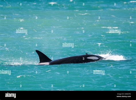 Killer Whale Hunting Sea Lions Peninsula Valdes Patagonia Argentina