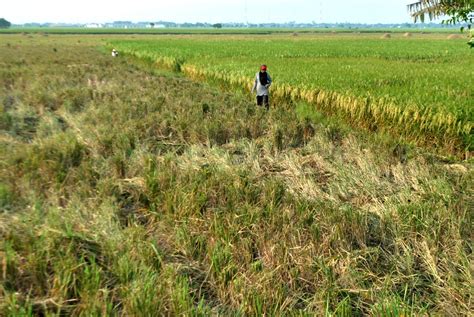 Ratusan Hektar Sawah Di 6 Kecamatan Di Kabupaten Bekasi Terancam Gagal