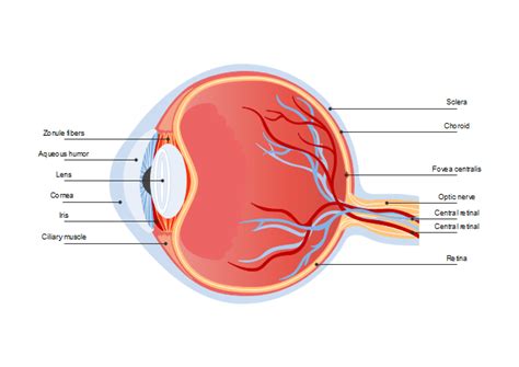 Eye Diagram | Free Eye Diagram Template