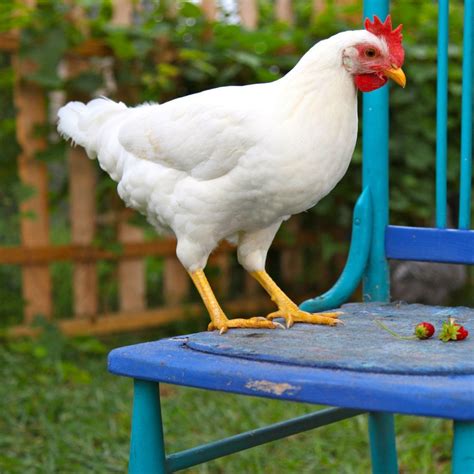 Complete Leghorn Chicken Guide Colors Eggs Facts And 52 Off