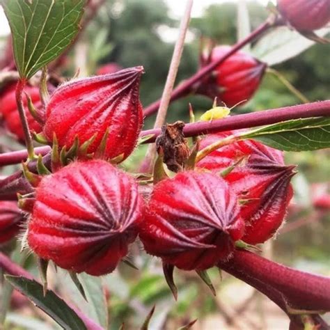 100 Sementes Hibisco Vinagreira Groselha Cuxa P Mudas Barato