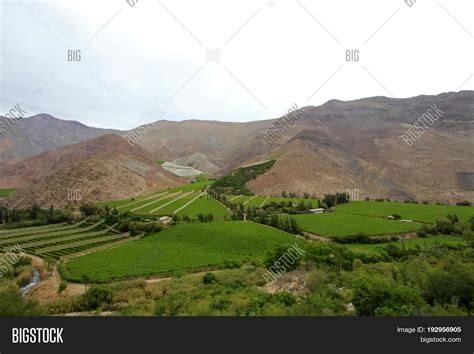 Vineyards Used Pisco Image & Photo (Free Trial) | Bigstock