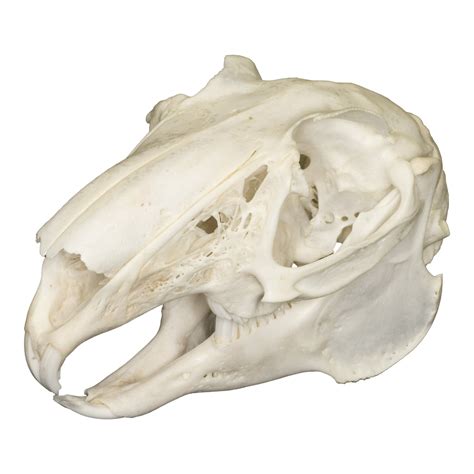 Real Rabbit Skull For Sale – Skulls Unlimited International, Inc.