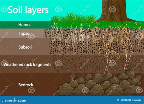 Soil Layers. Diagram For Layer Of Soil. Vector Illustration ...