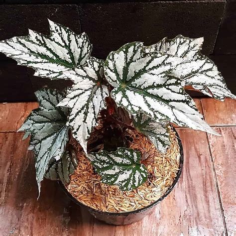 Angel Wing Begonia: How To Care For This Stunning Plant