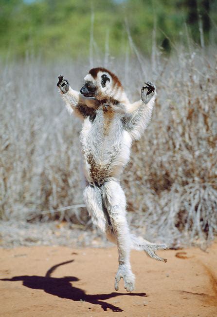 hopping - Animal Stock Photos - Kimballstock