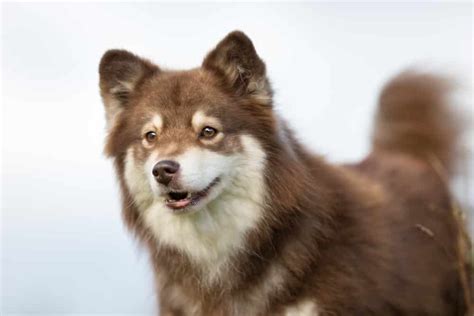 Finnish Lapphund Temperament (Alert, Friendly) Will Steal Your Heart