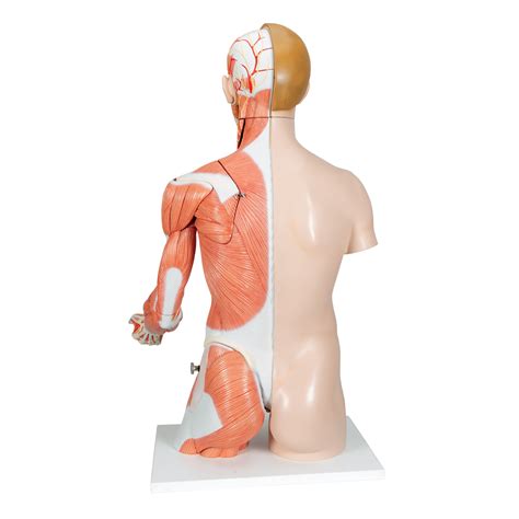 Human Torso Model Life Size Torso Model Anatomical Teaching Torso Deluxe Dual Sex Torso