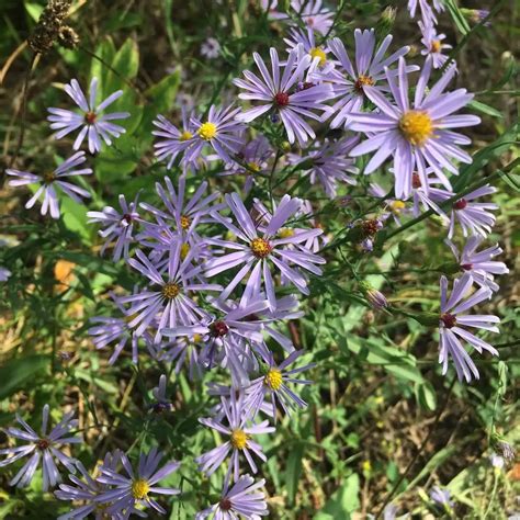 Aster Laevis - Smooth Blue Aster - Bumbee's