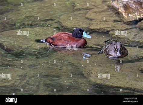 Argentine blue billed duck hi-res stock photography and images - Alamy