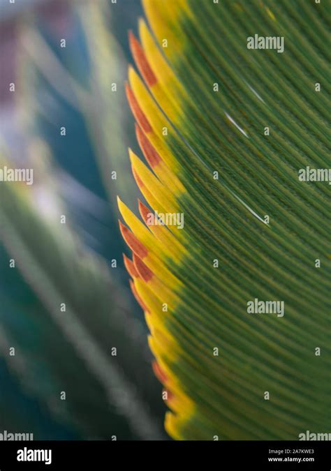 Feuilles De Palmier Sagou Banque De Photographies Et Dimages Haute