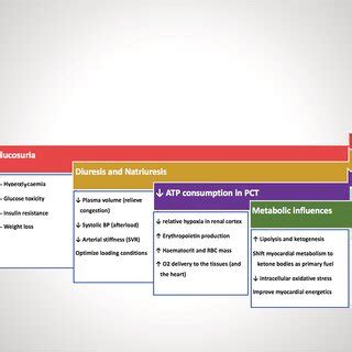 Indications and monitoring of side effects of SGLT2i in different... | Download Scientific Diagram