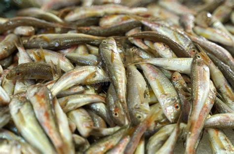 Fresh Fish for Sale at the Fish Market. Stock Image - Image of kilka ...