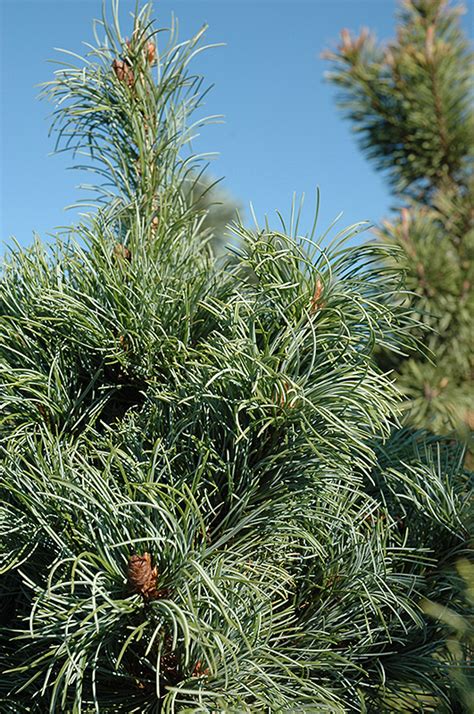 Bergman Japanese White Pine Pinus Parviflora Bergmani In Fayetteville Springdale Rogers