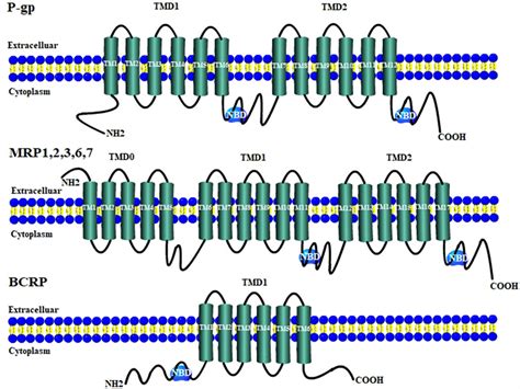 Molecular Structure Of Abc Transporters Abc Atp Binding Cassette P Gp Download Scientific