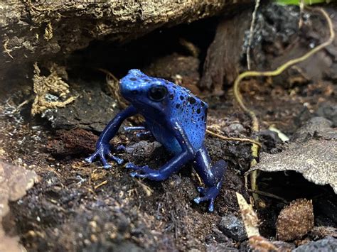 Blue poison dart frog 111222 - ZooChat