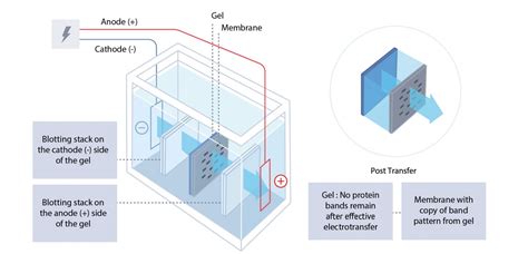 Western Blotting Guide Part 3 Electroblotting Protein Transfer