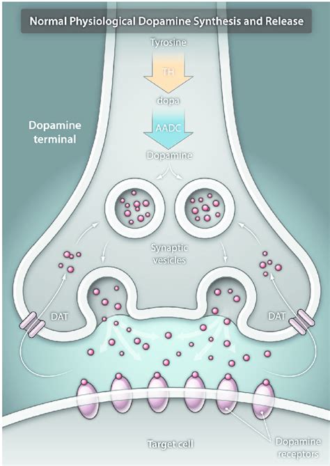 Dopamine Neurotransmission In The Normal Brain Under Normal