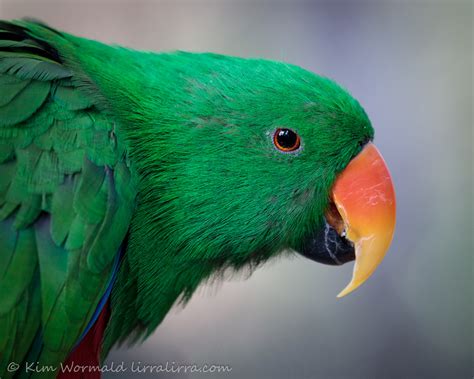 Eclectus Parrot Lirralirra