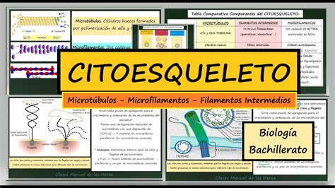 Citoesqueleto Microt Bulos Microfilamentos Filamentos Intermedios