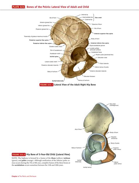 Solution Anatomy A Regional Atlas Of The Human Body Pdfdrive Studypool