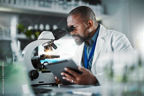 Black man scientist, microscope and plants in lab analysis ...