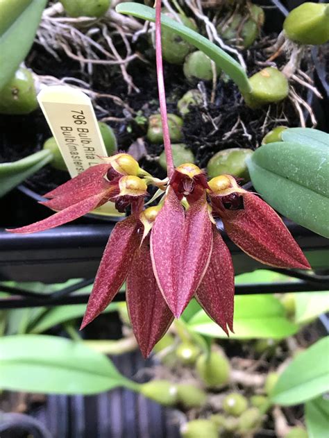 Bulbophyllum Rita Lai Houston Orchid Society Conservation