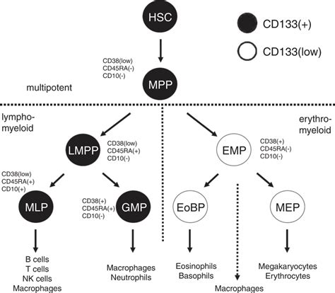 Lineage relationship and phenotypic characteristics of human ...