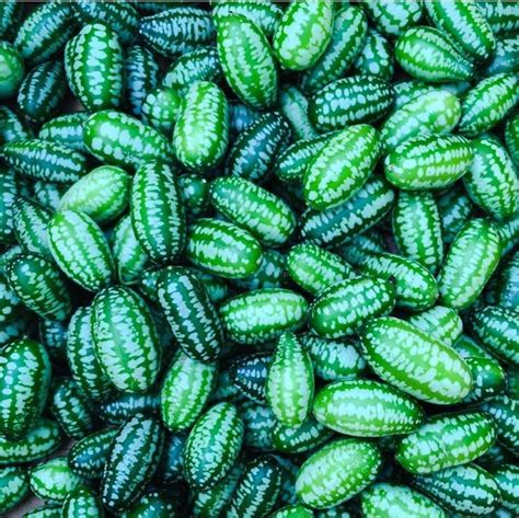 Cucamelons 101 Roo Gardening Cucamelon Growing Harvest