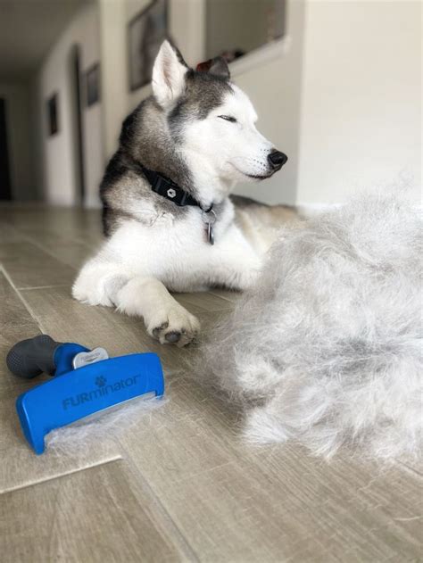 Siberian Husky Shedding Season In 2021 Husky Shedding Pet Grooming